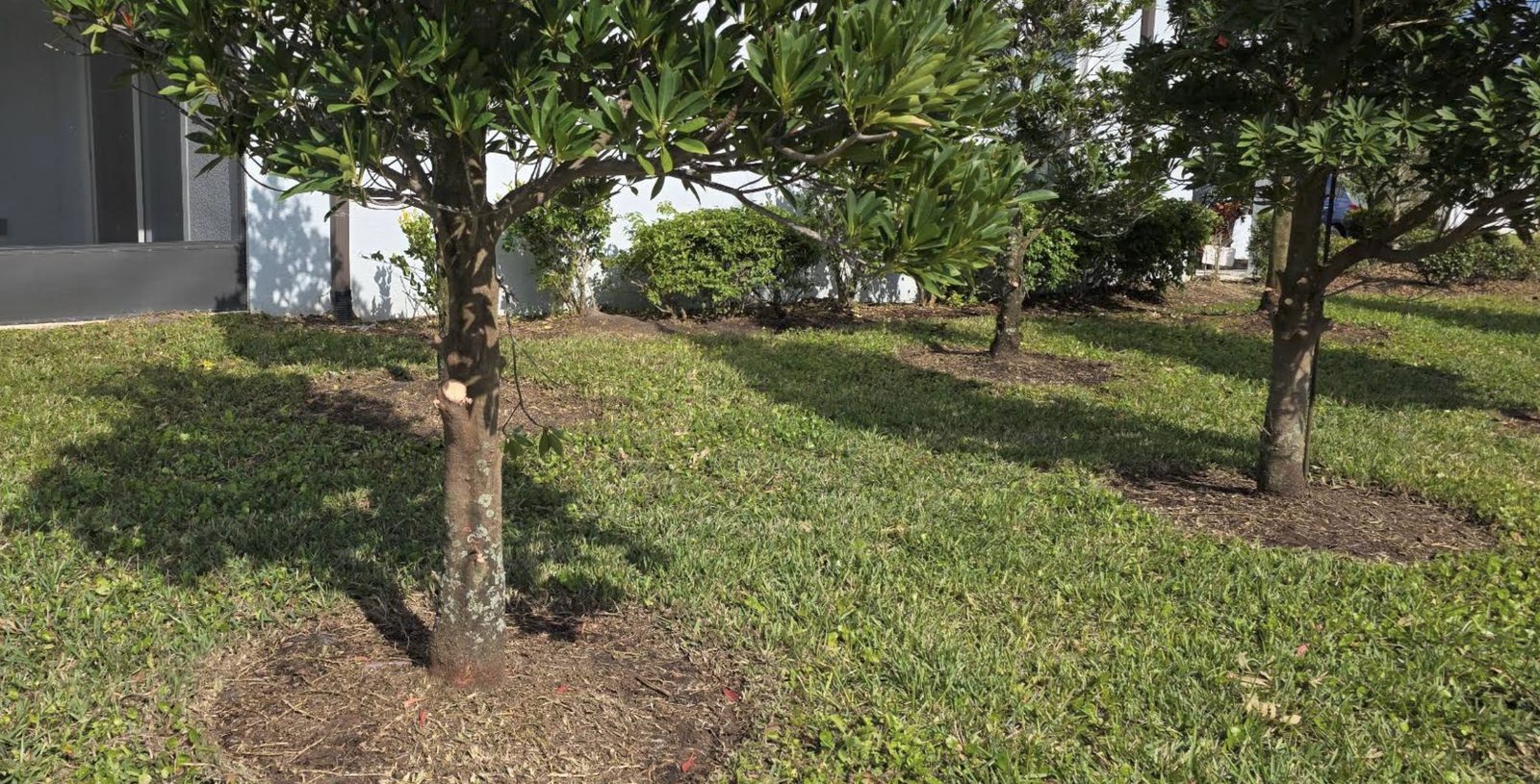 Trees in a mowed lawn