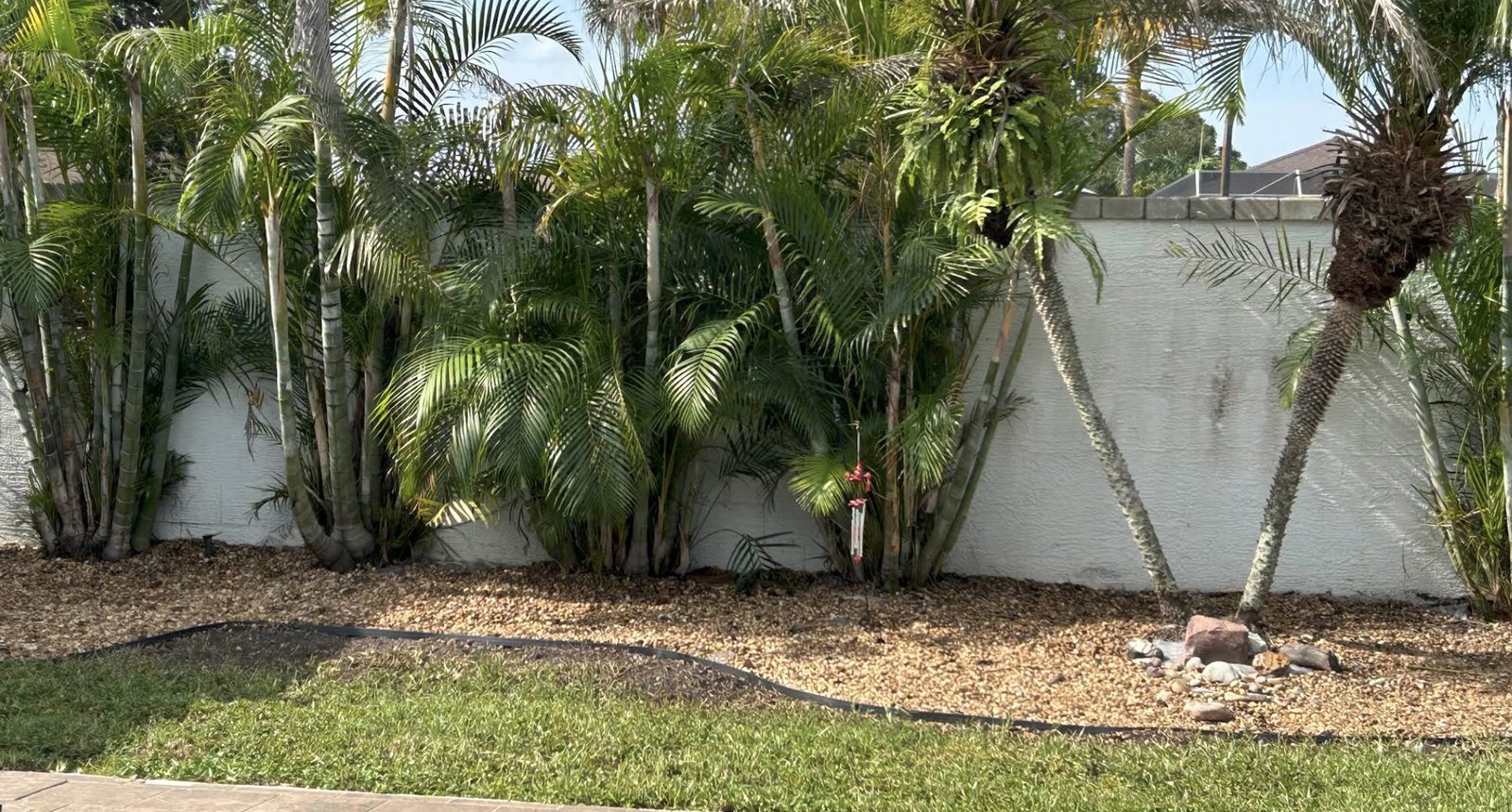 Palms along a wall with a gravel bed