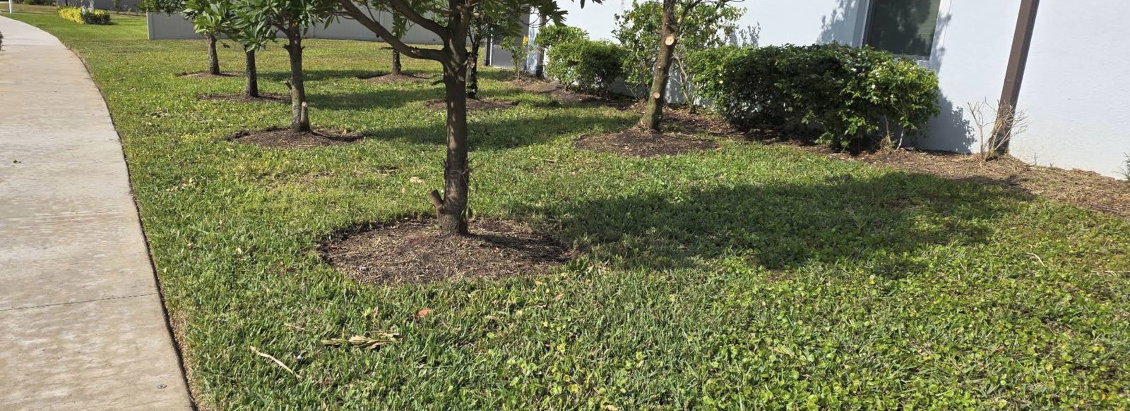 Young trees in a mowed lawn