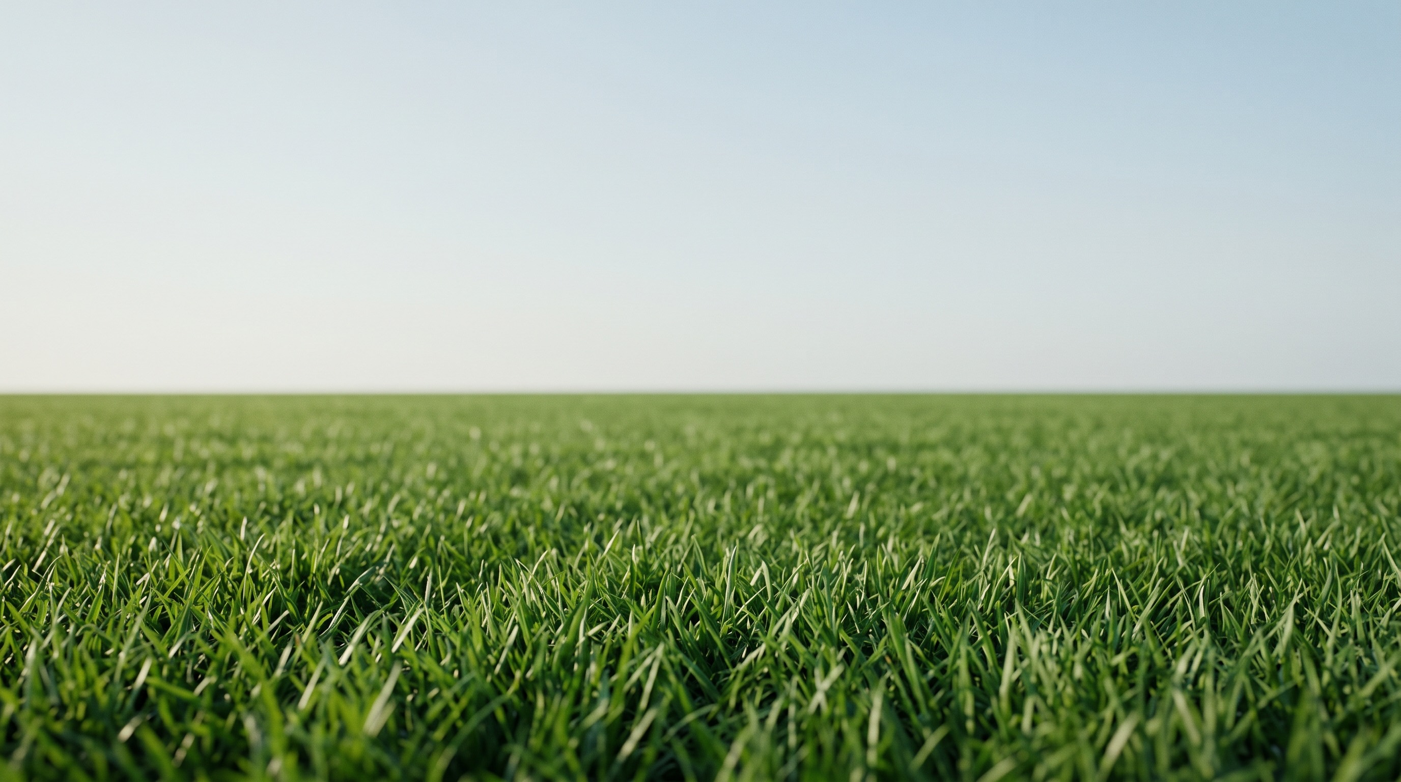 A green lawn under an open sky